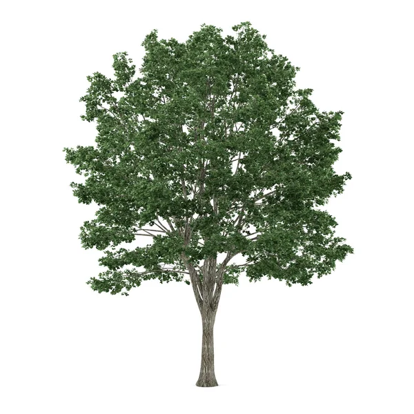 Tree isolated. Tilia — Stock Photo, Image