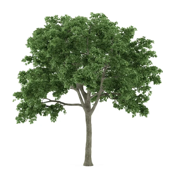 Strom izolovaný. Ulmus — Stock fotografie
