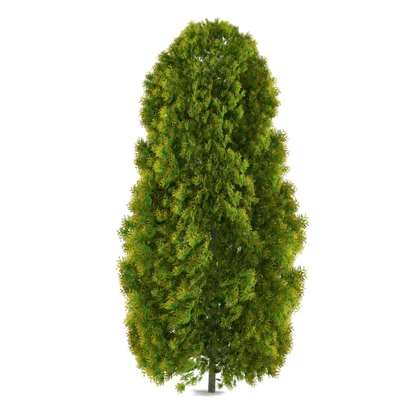 Tree isolated. Thuja — Stock Photo, Image