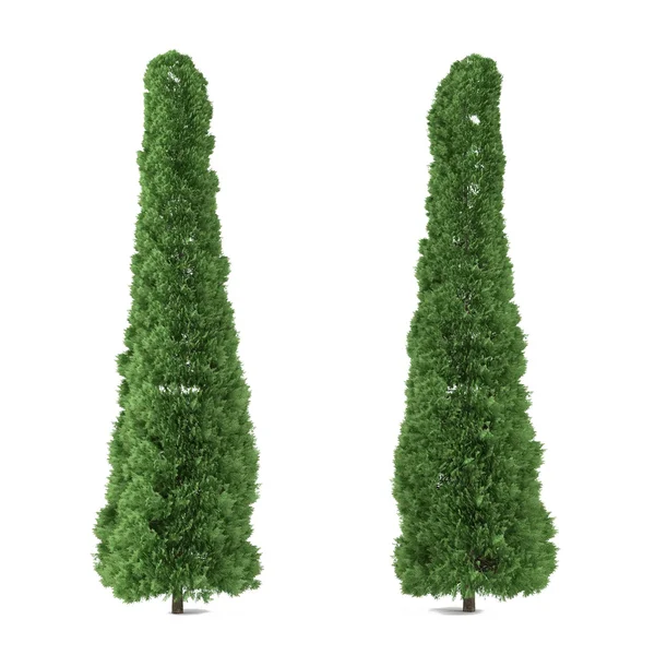 Trädet isolerade. Thuja — Stockfoto