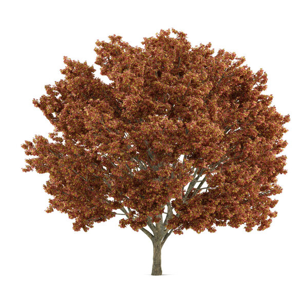 Tree isolated. Acer red orange