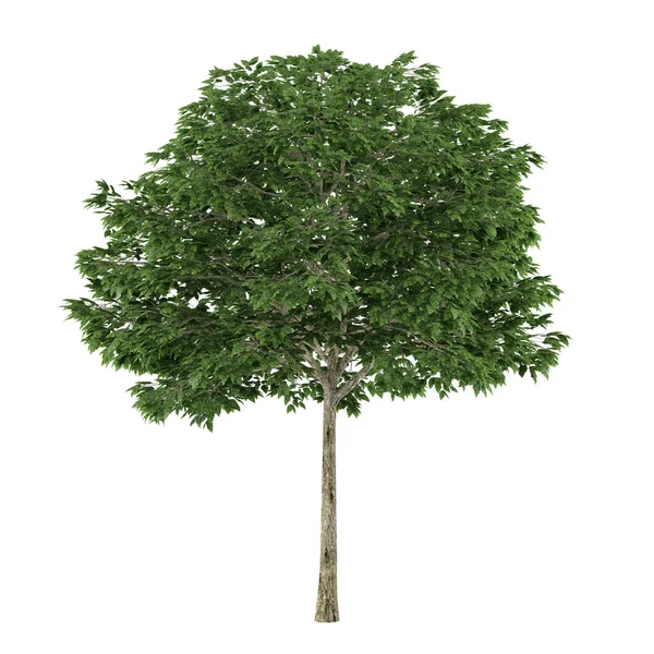 Baum isoliert. sorbus — Stockfoto
