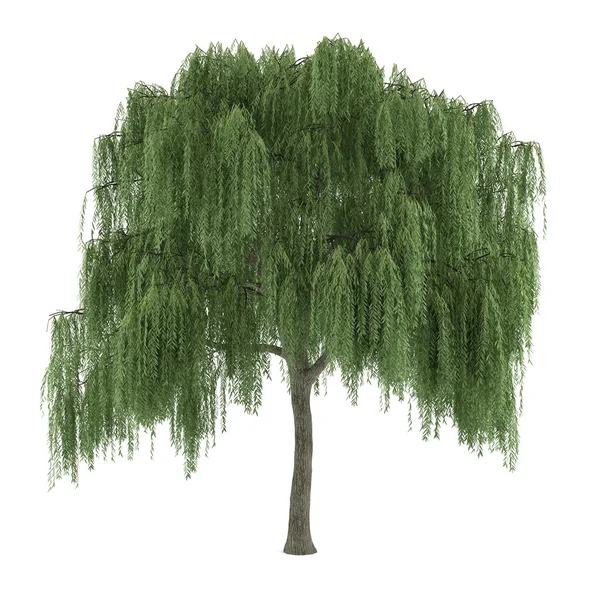 Baum, isoliert. Weide Salix — 图库照片