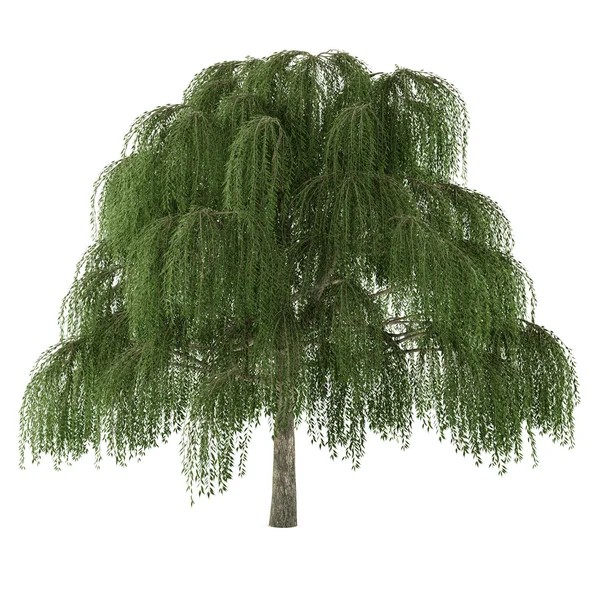 Tree isolated. Salix willow — Stock Photo, Image