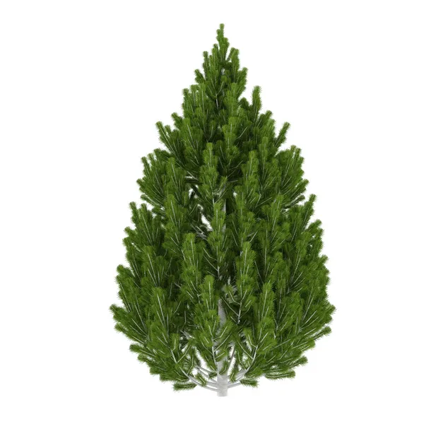 Drzewo na białym tle. Pinus leucodermis — Zdjęcie stockowe