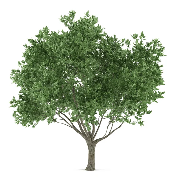 Boom geïsoleerd. Olea europaea — Stockfoto