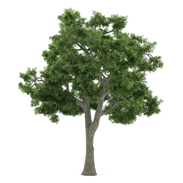 Trädet isolerade. Fraxinus — Stockfoto