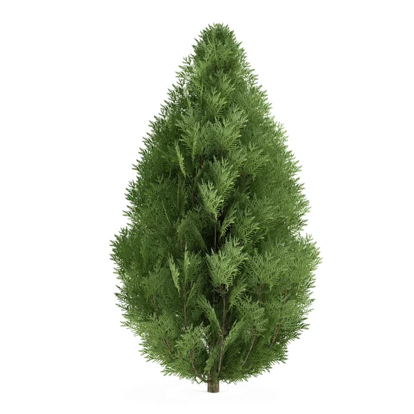 Träd bush isolerade. Chamaecyparis lawsoniana — Stockfoto