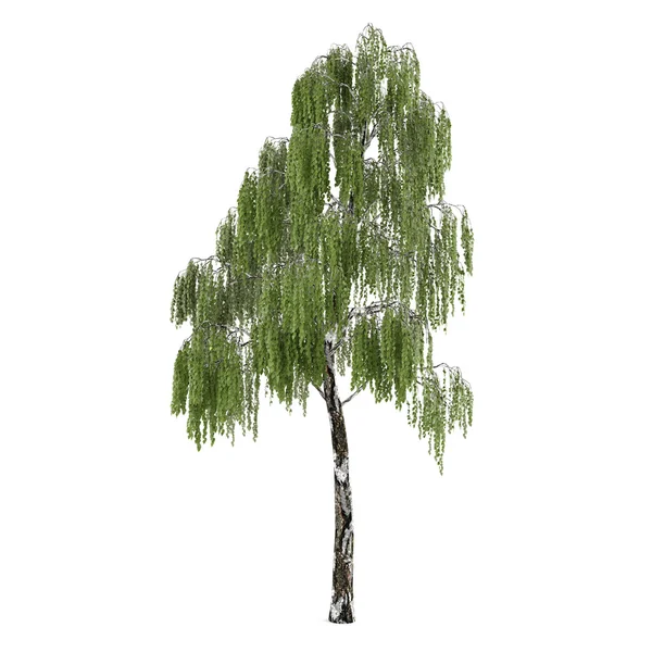 Trädet isolerade. Betula Björk — Stockfoto