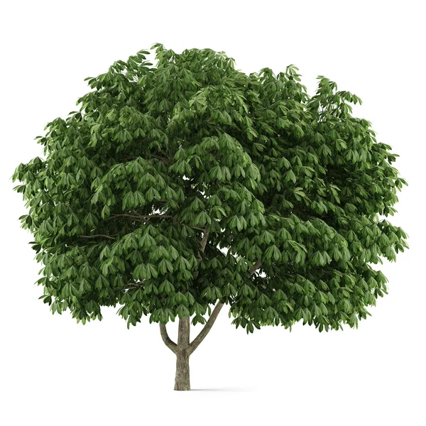 Tree isolated. Aesculus chestnut — Stock Photo, Image