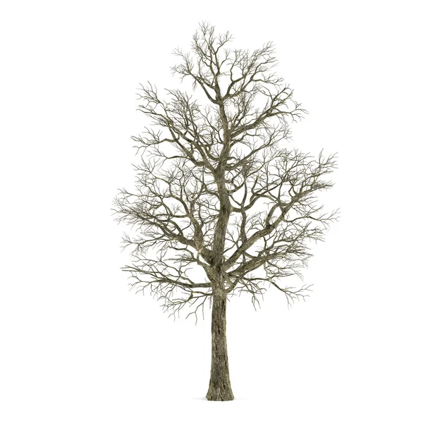 Dead tree without leaves isolated. Acer — Stock Photo, Image