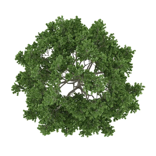 Albero isolato. Acer saccharum acero top — Foto Stock