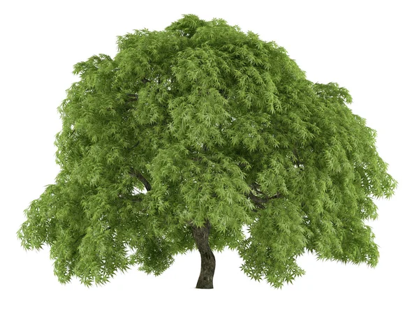 孤立的树。鸡爪槭 — 图库照片