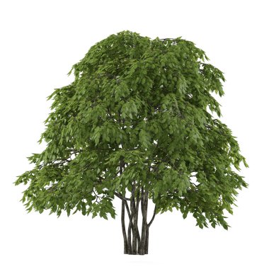 ağaç izole. staphyella pinnata