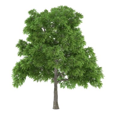 ağaç izole. Sassafras