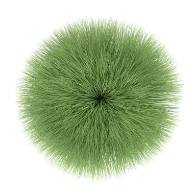 izole çalı bitki. muhlenberga rigens üst