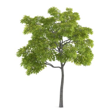 ağaç izole. juglans nigra