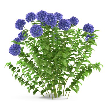 izole çalı bitki. Ortanca