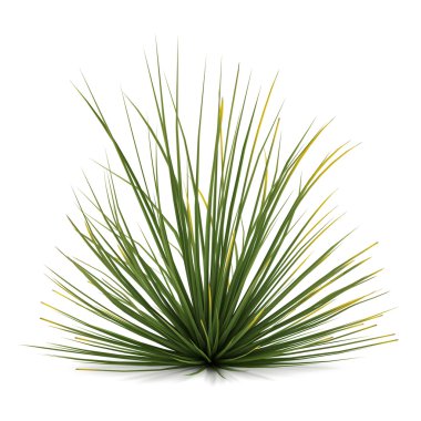 izole çalı bitki. Agave stricta