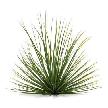 Plant bush isolated. Agave stricta clipart