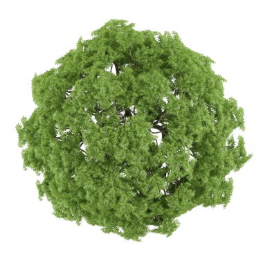 ağaç izole. Acer palmatum üst