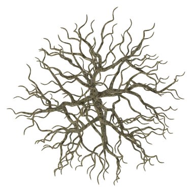 ölü ağaç olmadan yalıtılmış bırakır. Acer üst