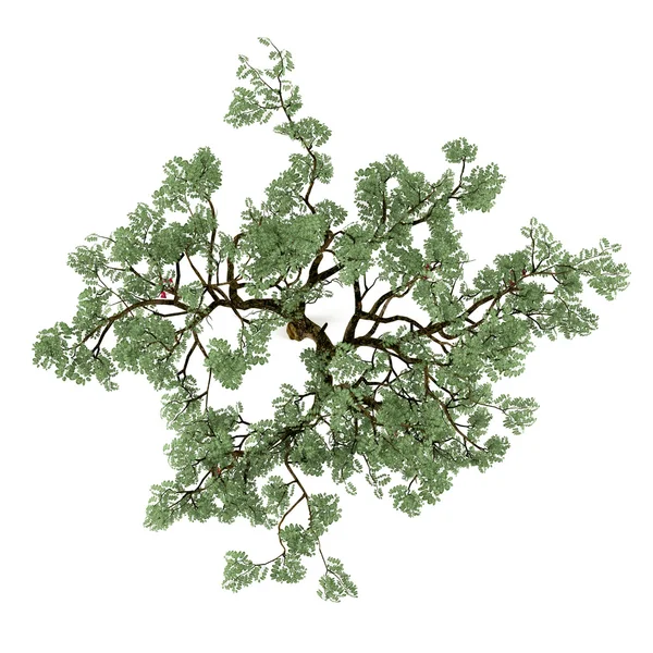 Baum isoliert. ucla top — Stockfoto