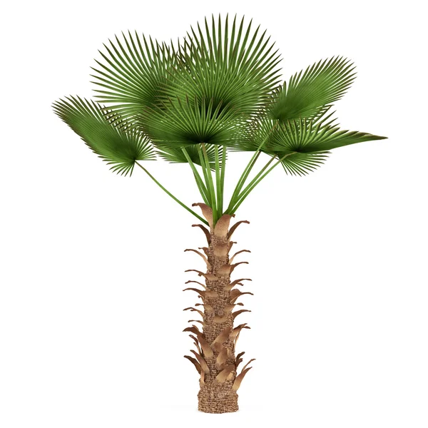 孤立的棕榈树。trachycaprus 云锦 — 图库照片