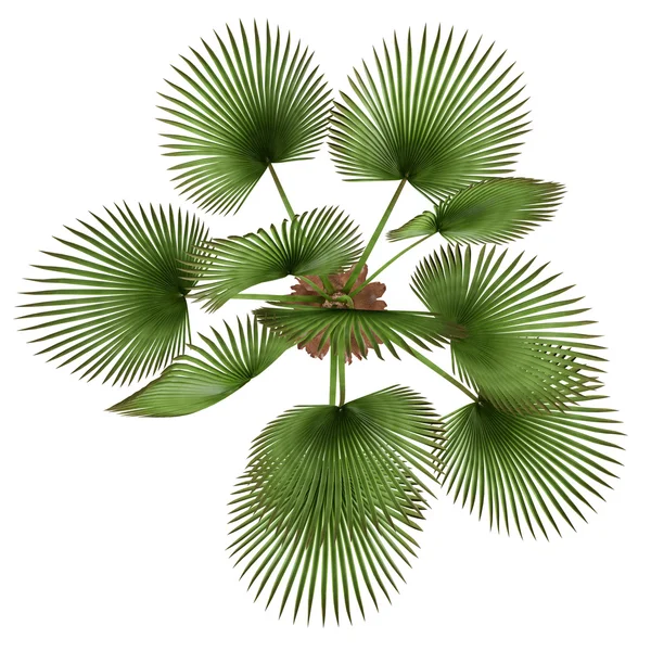 종 려 식물입니다. trachycaprus fortunei 상단 — 스톡 사진