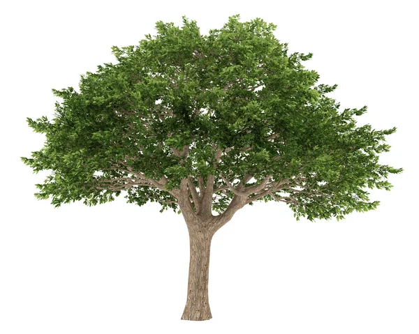 Drzewo na białym tle. Schinus terebinthifolius — Zdjęcie stockowe