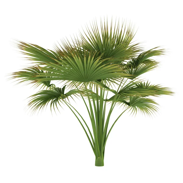 Palme isoliert. lodoicea maldivica — Stockfoto