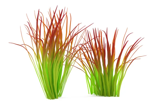 Plant bush isolated. Imperata — Stock Photo, Image