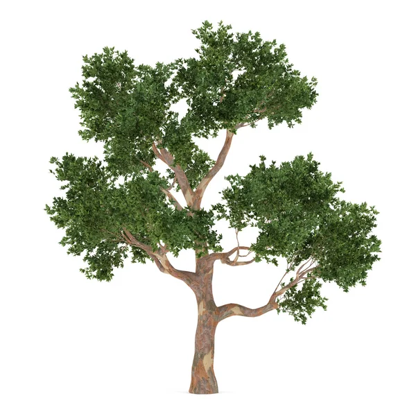 Baum isoliert. Eukalyptus — Stockfoto