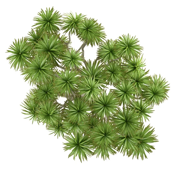 식물 야자수 고립입니다. cordyline australis 상단 — 스톡 사진