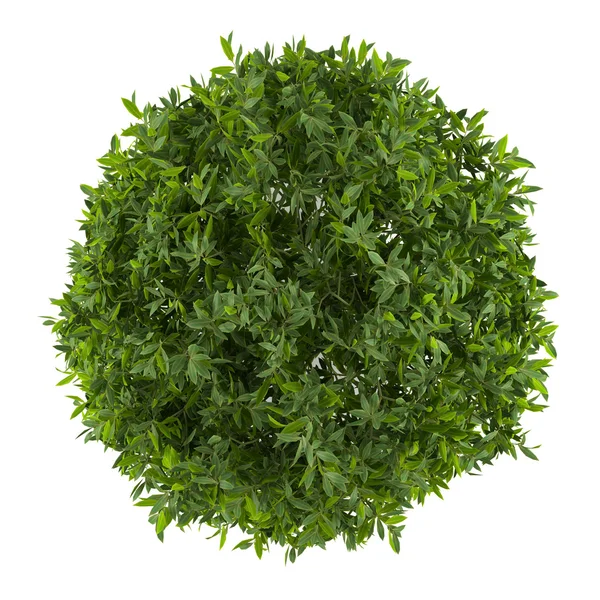 Plant bush geïsoleerd. cleyera terug naar boven — Stockfoto