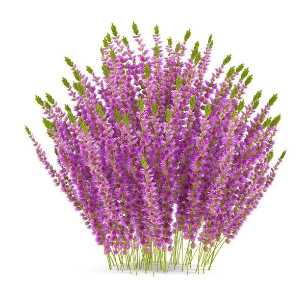 Plant bush isolated. Calluna — Stock Photo, Image