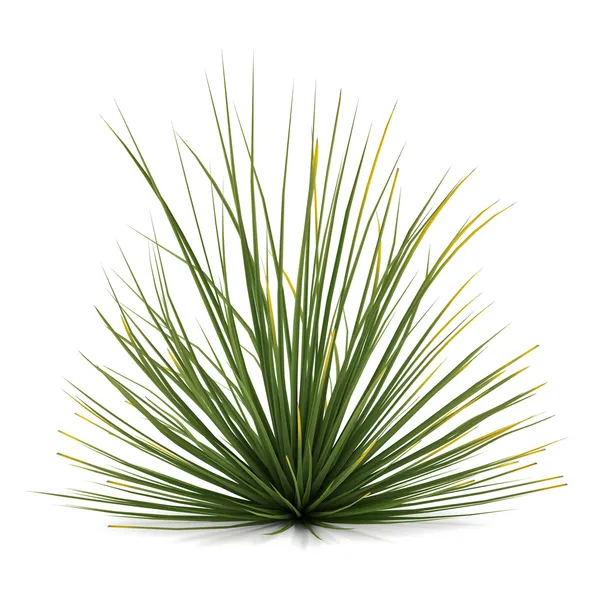 Plant bush isolated. Agave stricta — Stock Photo, Image