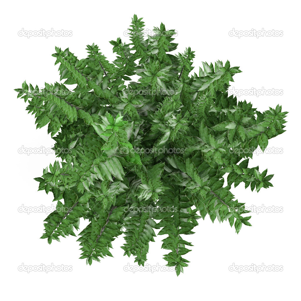 Plant bush isolated. Ligustrum ovalifolium top — Stock Photo