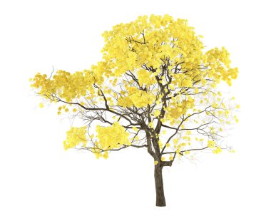 ağaç izole. tabebuia chrysantha