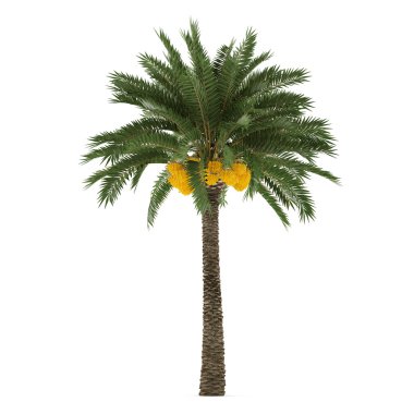 izole palmiye ağacı. Phoenix dactylifera