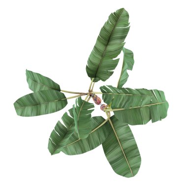hurma izole bir bitki. Musa acuminata muz üst