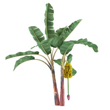 hurma izole ağaç bitki. Musa acuminata muz