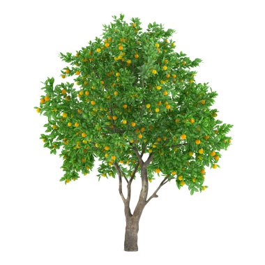 narenciye meyve ağacı izole. limon