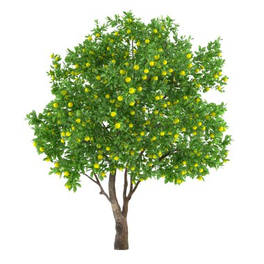 narenciye meyve ağacı izole. limon