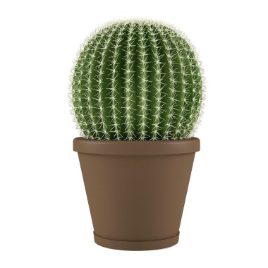 Plant isolated. Cactus grusoni in a pot clipart