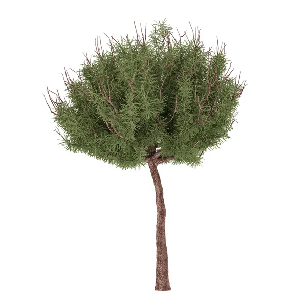 Plantera träd. Pinus mugo — Stockfoto