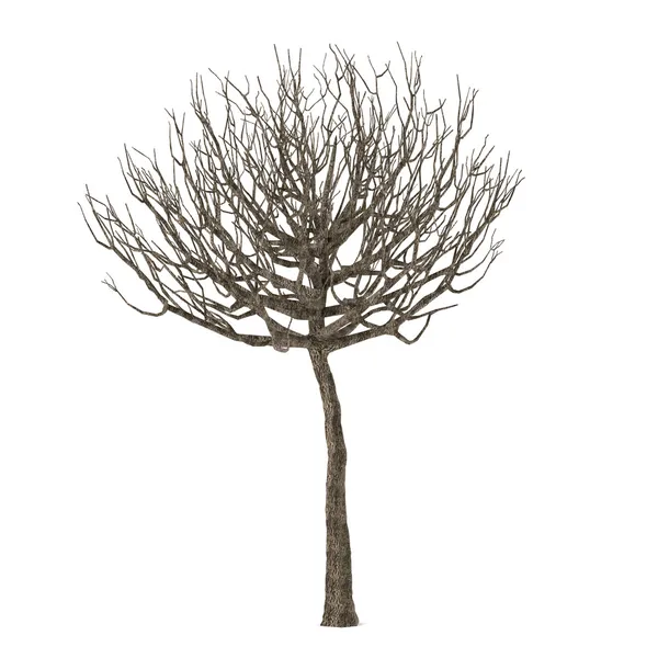 Мертве дерево. Пінус муго без листя — стокове фото