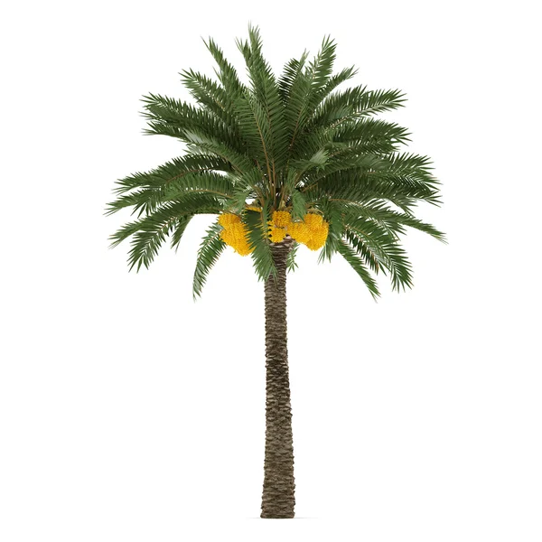 Palme isoliert. Phönix daktylifera — Stockfoto