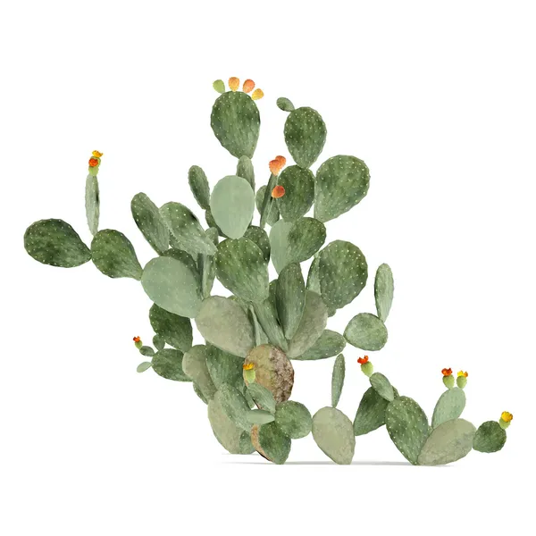 Rostlina izolována. Opuntia ficus-indica — Stock fotografie