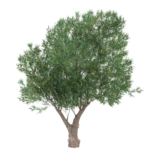 Olivenbaum isoliert. olea europaea — Stockfoto